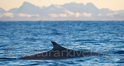 BB 13 0018 / Balaenoptera physalus / Finnhval